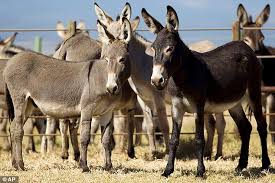 Donkey menace hits Bulawayo suburbs