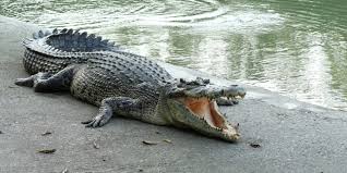 Villagers Capture Crocodile After Months of Fear