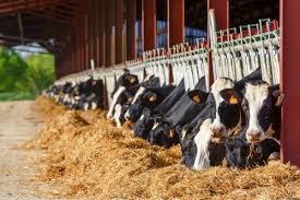 Government launches 2026 cattle branding season
