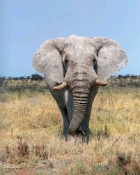  Kariba Man Dies After Elephant Attack Near Lakeside Town