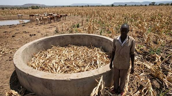 Zimbabwe faces worst food deficit since 1950