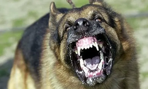 Car Dealer Arrested Over Fatal Dog Attack In Harare’s Southerton